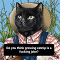 Growing catnip