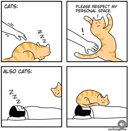 Cats be like this. - meme