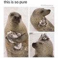 Third comment is a sea doggo