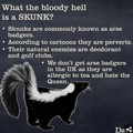 Skunks according to the UK