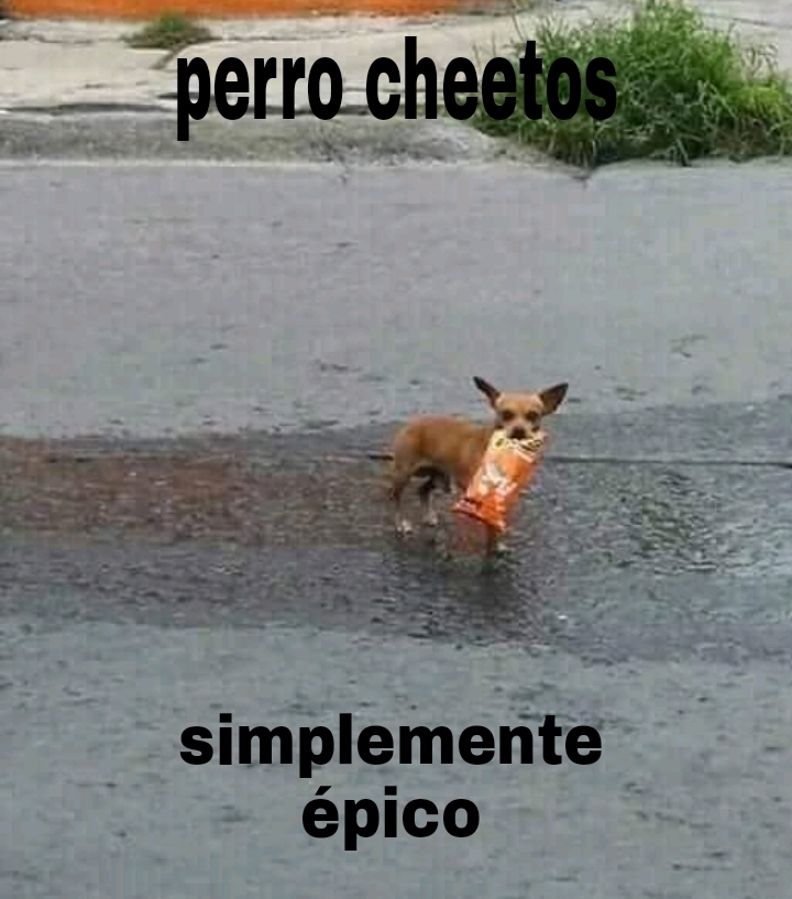 Perro cheetos - meme