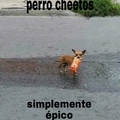 Perro cheetos