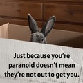 Bunny paranoid