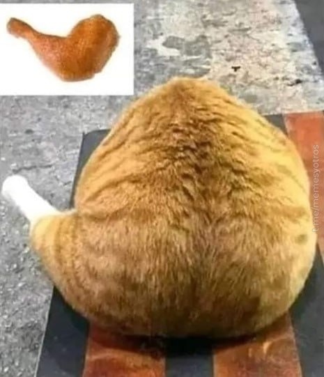 Gato pata pollo - meme