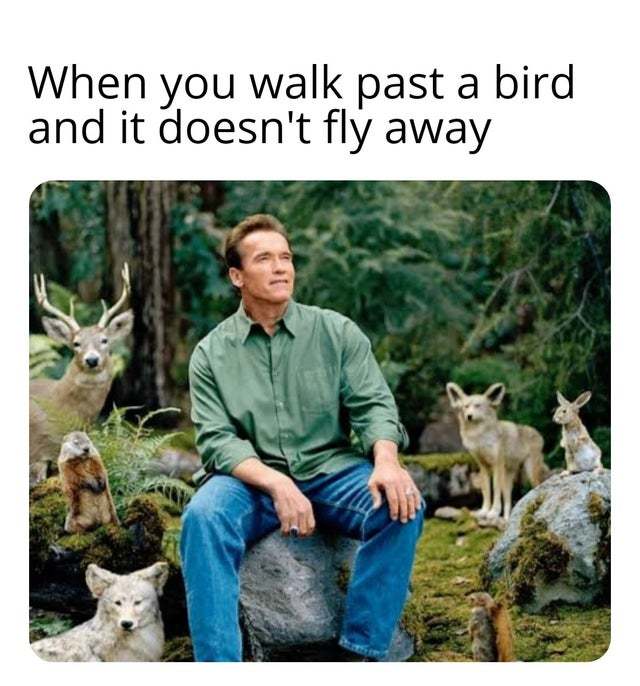 When you walk past a bird and it doesn't fly away - meme