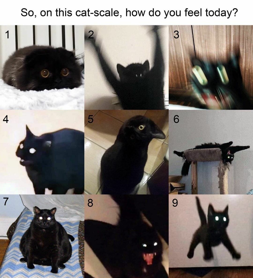 Cat scale - meme