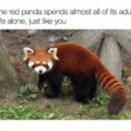 Just gonna start uploading Red Panda memes