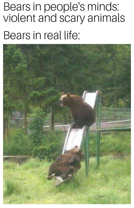 Bears be like - meme