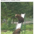 Bears be like