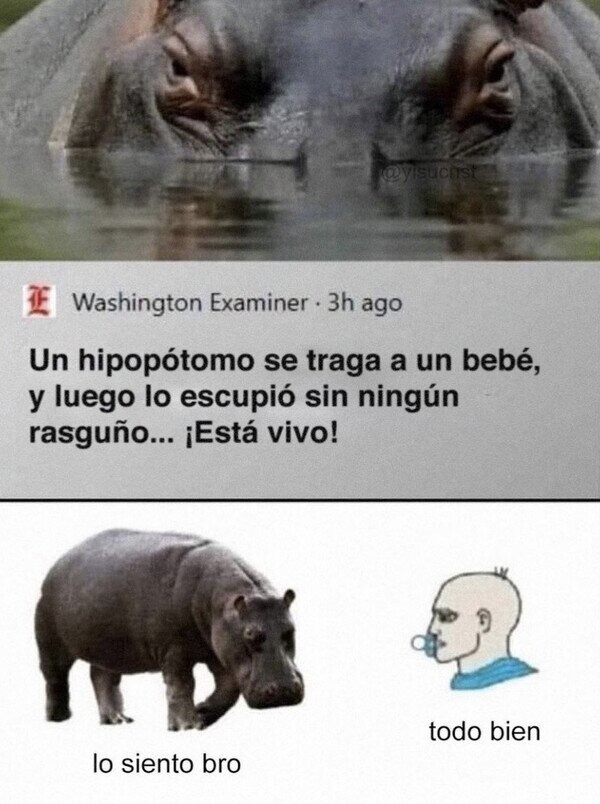 Hipopótamo y bebé - meme