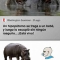 Hipopótamo y bebé