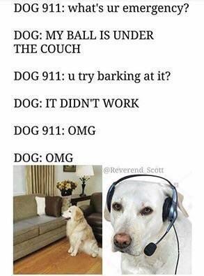 Dog God Dawg - meme