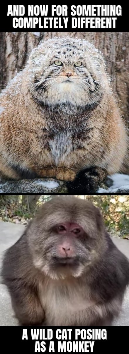 And now for - meme