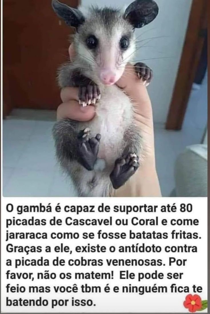 Gambá - meme