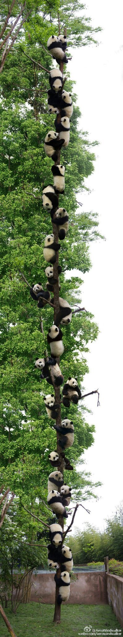 It's a panda tree - meme