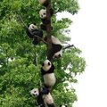 It's a panda tree