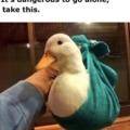 Take this duck, you'll need it