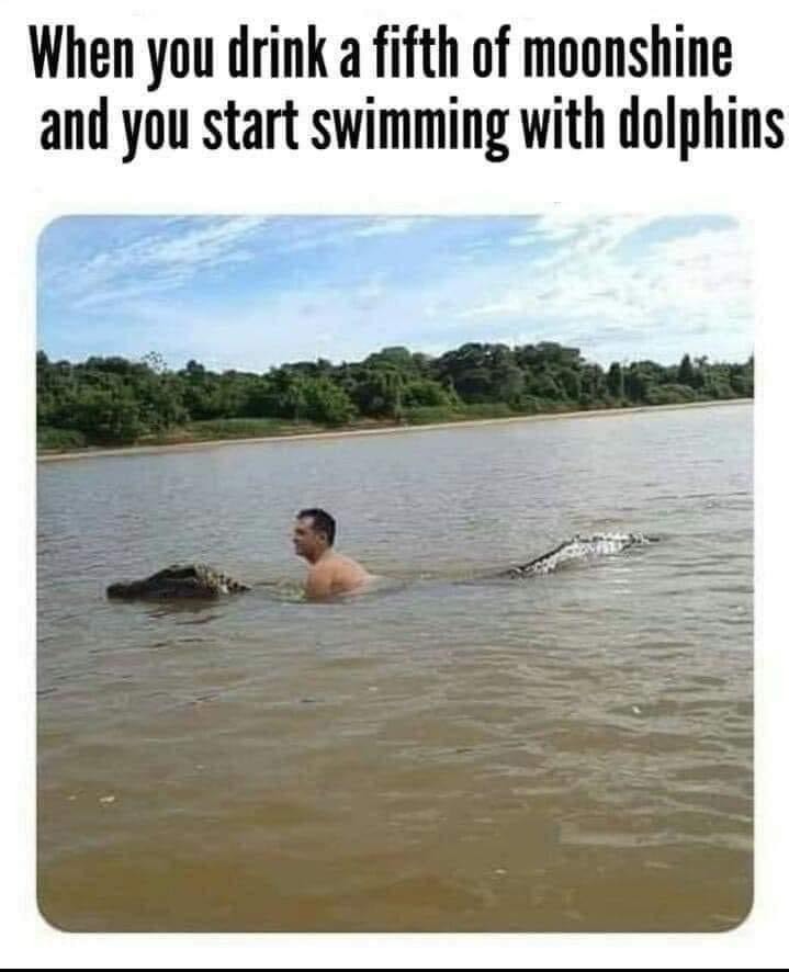 Cmon flipper, let’s go for a swim. - meme