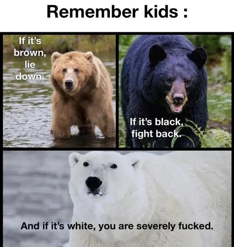 Bear knowledge - meme