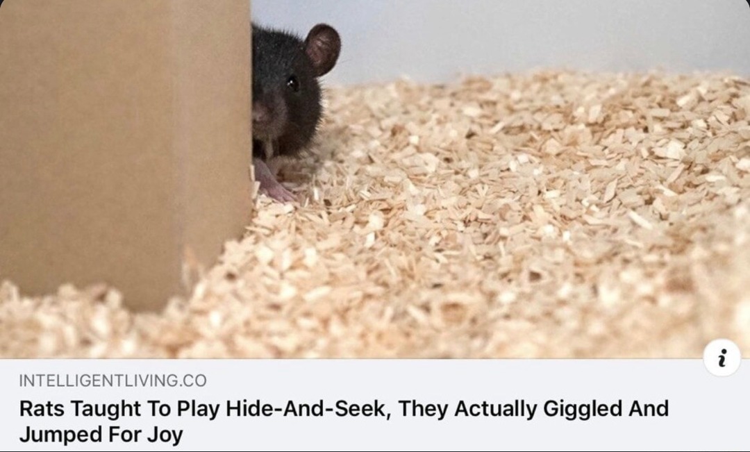 Rats playing hide and seek and actually giggling - meme