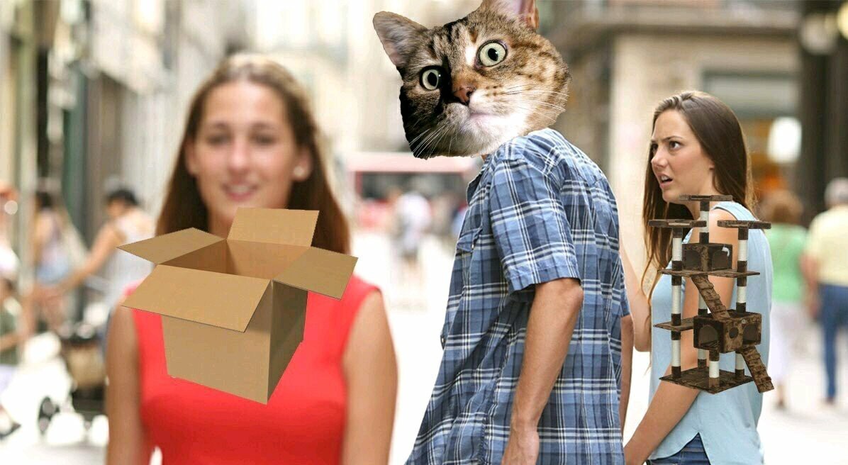 Cats... - meme