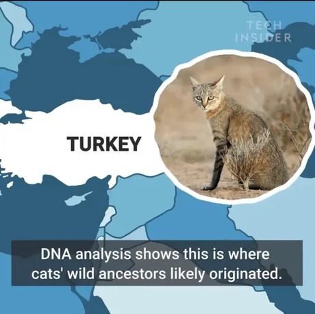 Cats from Turkey - meme