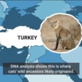 Cats from Turkey