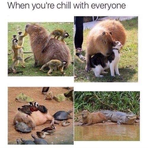 Capibaras are gods B) - meme