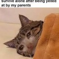 CRYING cat meme