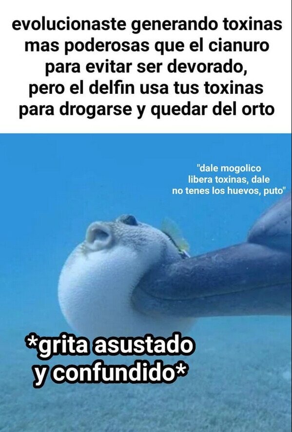 Los delfines usan las toxinas del pez globo para colocarse - meme