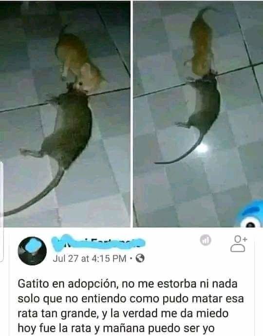 La teoría económica dice que a mayor demanda la oferta sube y cuando la oferta sube la demanda baja y cuando la demanda baja la oferta baja y cuando la oferta baja la demanda sube - meme