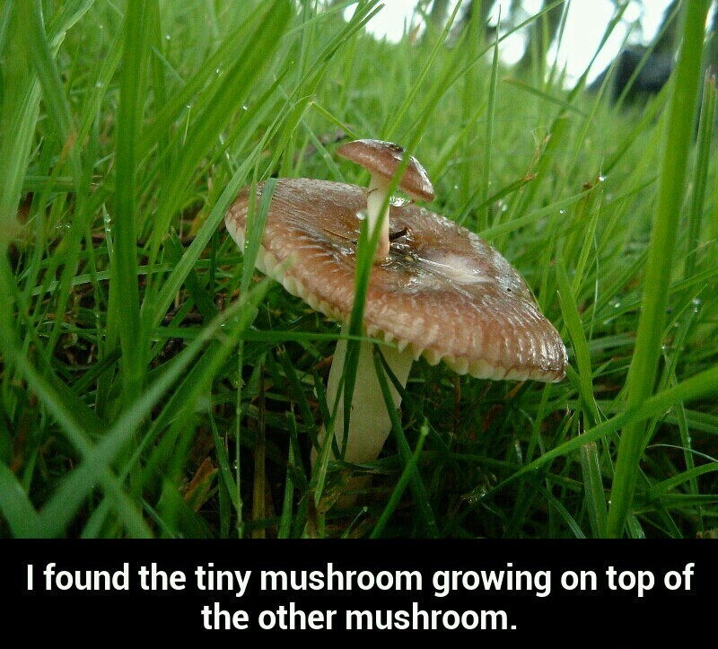 Mushrooms - meme