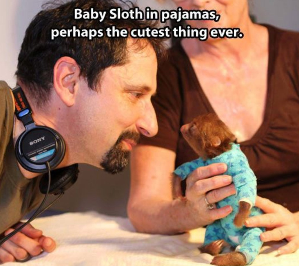 Sloths, nothing else needs to be said - meme