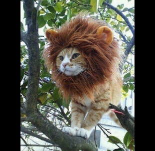 je suis un lion !!!!!!!!!!! - meme