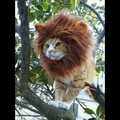 je suis un lion !!!!!!!!!!!