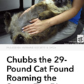 Poor Chubbs