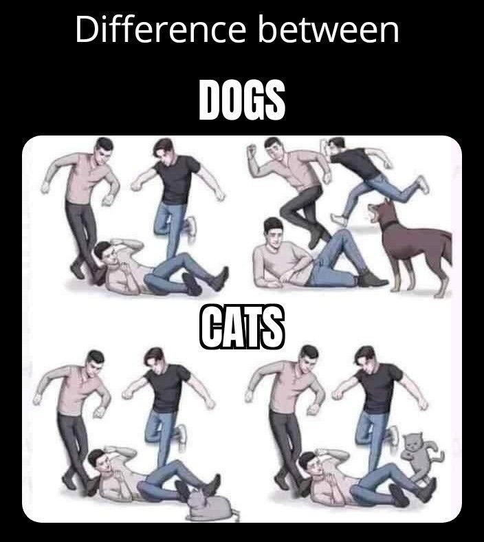 Dog vs Cat - meme