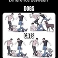 Dog vs Cat