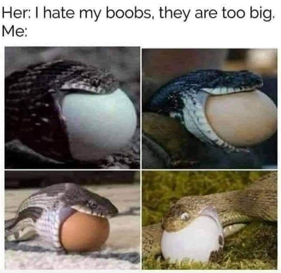 Snake boobs - meme