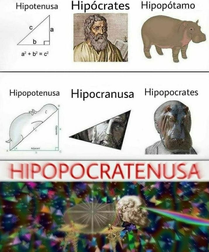 hipopocratenusa - meme