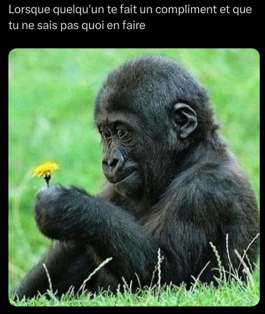 Compliment reçu, cerveau en erreur 404 - meme