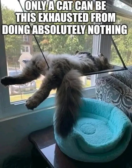 only a cat can be this tired from doing absolutely nothing - meme
