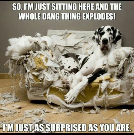 Poor Dog! Must Have Been So Scary! - meme