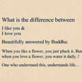 Liking vs loving by Buddha