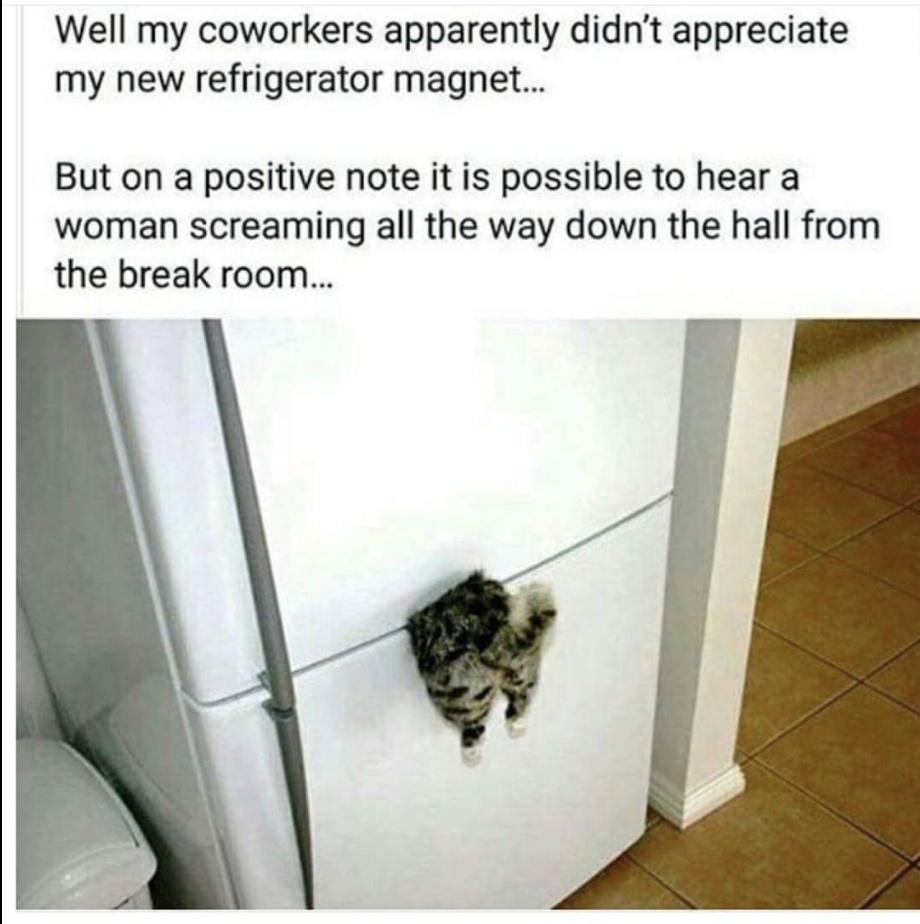 3 x 2 Funny Cat Meme Refrigerator Magnet Washer Hair Everywhere Job Metal 
