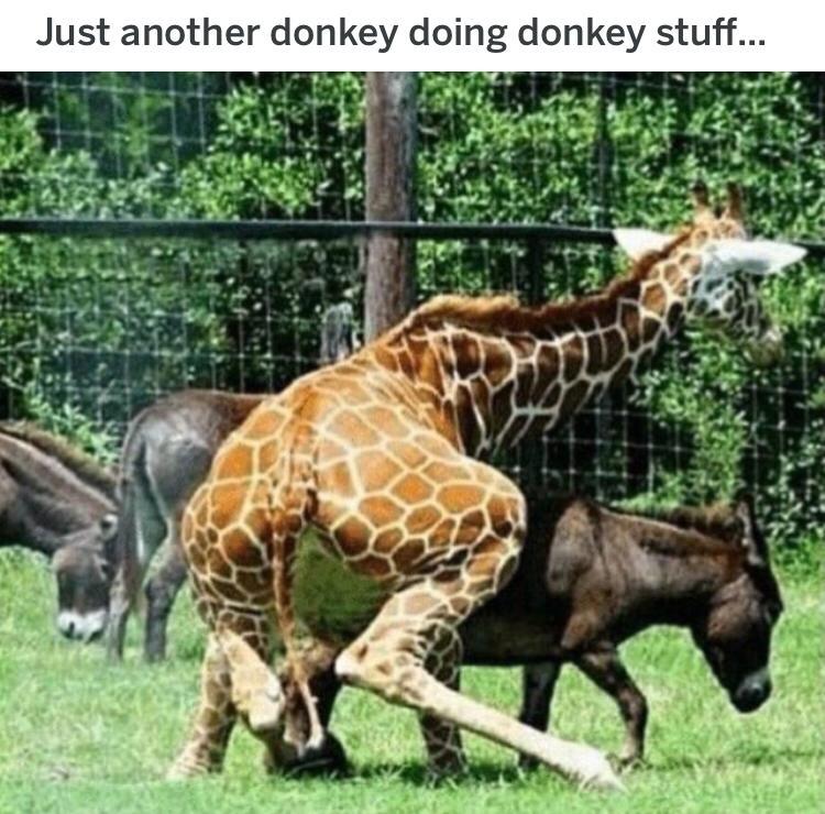 Giraffe - meme