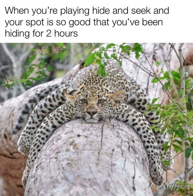 When you're playing hide and seek and your spot is so good that you've been hiding for 2 hours - meme