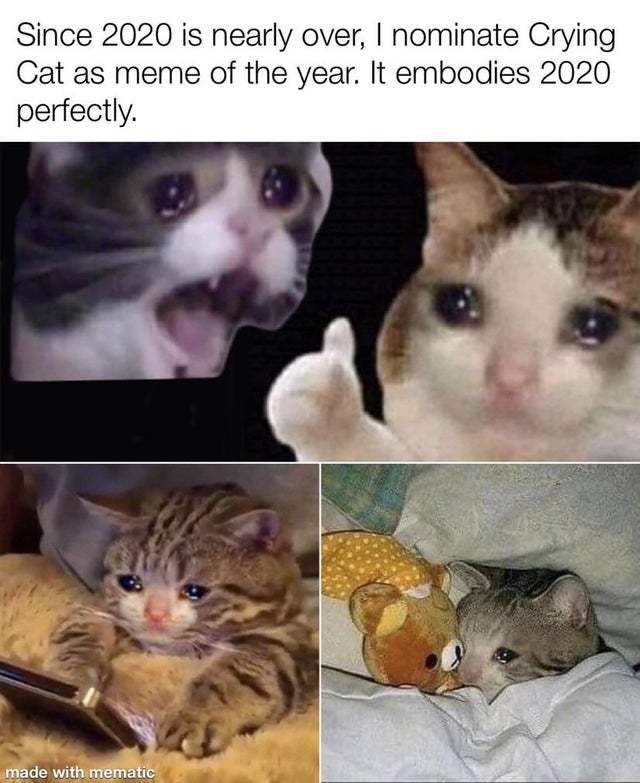 Crying cat meme of the year