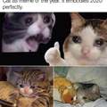 Crying cat meme of the year