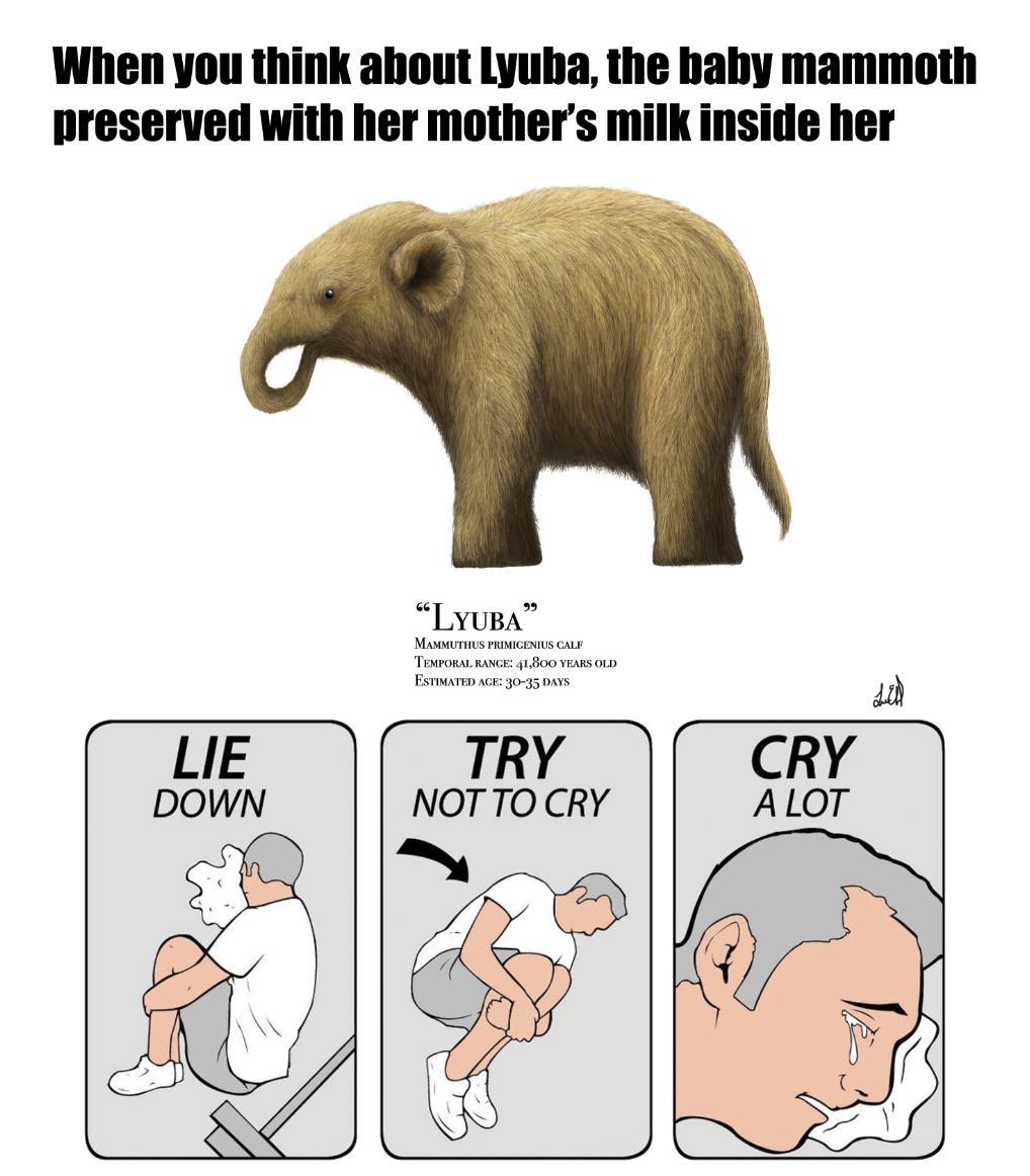 contexto:lyuba es una cria de mamut que murio conjelada es  la mejor momia de mamut conservada incluso se a encontrado leche materna en su estomago - meme